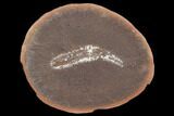 Fossil Polychaete Worm (Polychaeta) - Illinois #120978-1